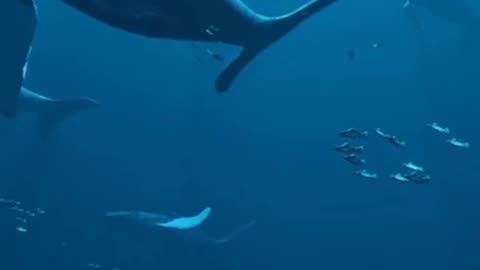 Singing whales