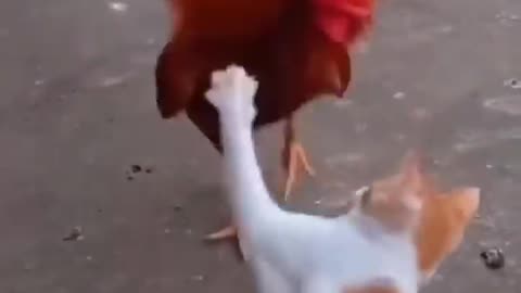 Cat vs Chicken_ Watch What Happens Next and Get Ready to Laugh in 2023#syl_vester #ukraine #reels