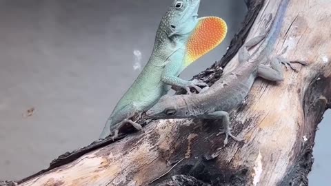 Anoles love movement 🦟