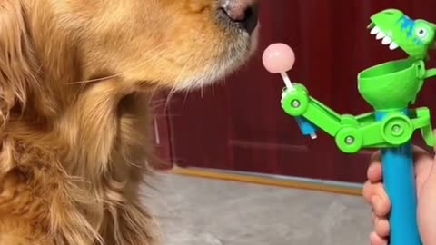 funny golden moments dog video