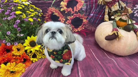 Rosie The Shihtzu And Her Mums