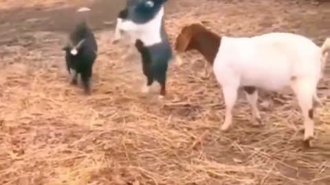 Funny animal videos