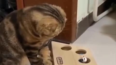 Kitty realising he can make the little mouse get out