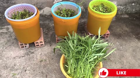 How to Grow Water Spinach in Plastic Containers