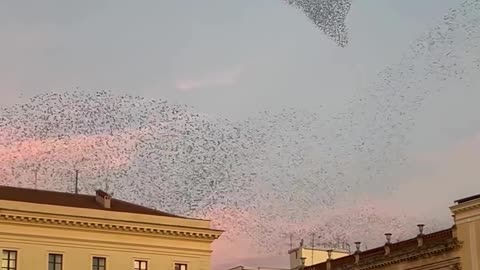 A murmuration of starlings over Sassari