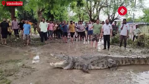 Crocodile attach