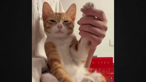 Jaw-Dropping Moment: Cute Cat's Unexpected Surprise