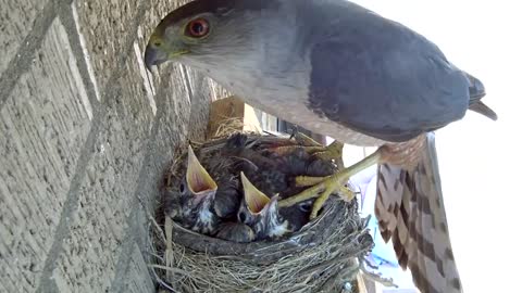 Hawk steals two 14 day old baby robins right out of nest