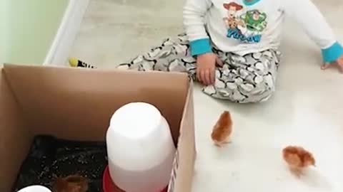 Adorable Baby Falling In Love With Chicks! 😊🥰-- Babies Funny Short Video #tiktok #shorts