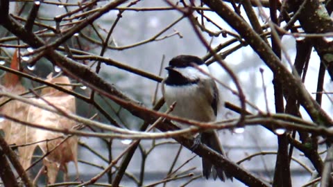 Chickadee