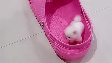 Mini Cute Pet for My baby