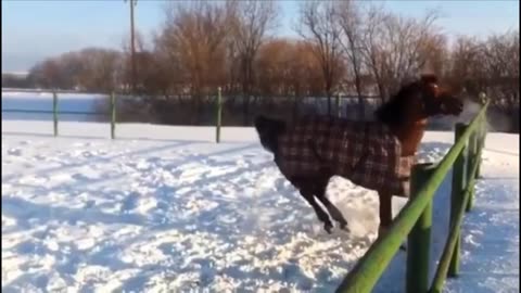 Cute and funny horses videos compilation