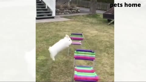 Cute rabbit 🐇 jumping