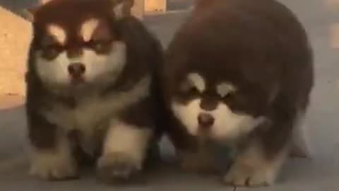 Baby Alaskan Malamute Puppies Running😍Funny And Cute Puppies #Shorts