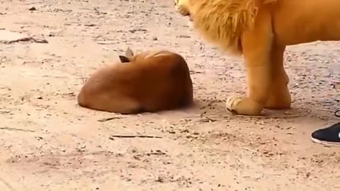 Best moments of cats and dogs