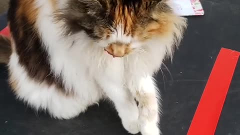 Peaceful cat fighting evil