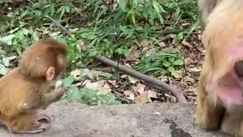 Monkey comedy funny video | monkey video