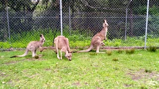 Family of Roos