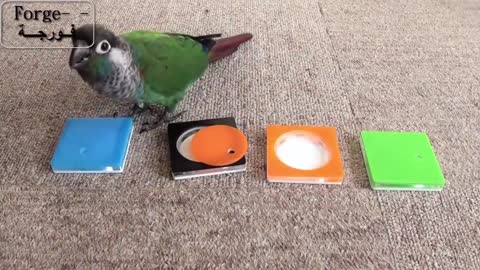 The smartest parrot