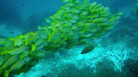 underwater nature beauty