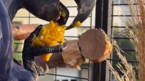 Amazingly beautiful parrot eating his daily meal