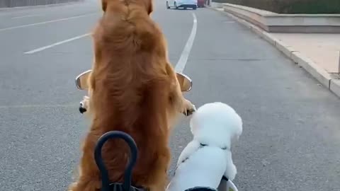 amazed 2 dogs walking together in an electric car