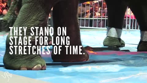 Introducing The Circus That Won't Free Its Elephants