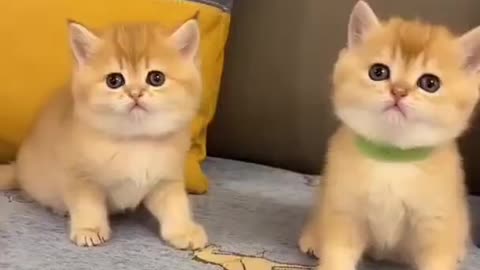 Cat video