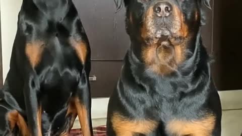 DANGEROUS DOG #ROTTWEILER #VIRAL