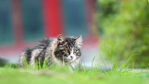 A cat is looking at you in the grass