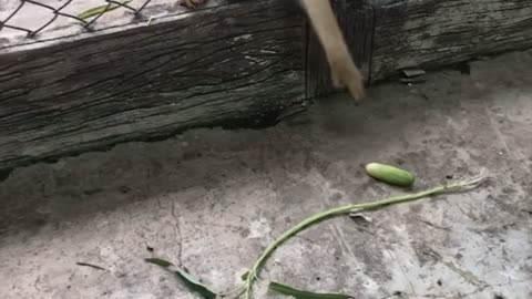 Clever Monkey Snags Out of Reach Snack