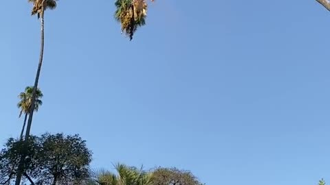 Man Risks his life by cutting 100 foot California palm tree