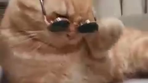 Funny Cat #cat #trending #catvideo cat wear sunglass