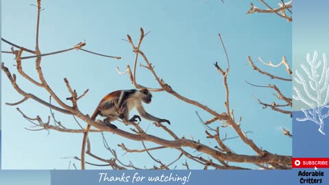 A Monkey Eating Jumping on the Tree::Adorable Critters