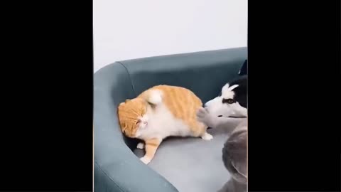 FUNNY CATS AND DOG🔥🔥🌏