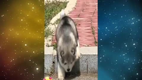 PERRITO TIERNO Y GRACIOSO