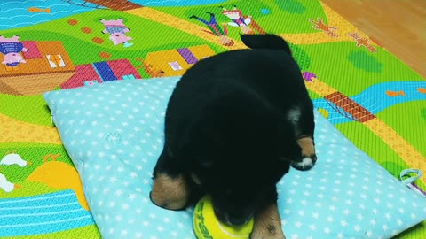 Baby dog Shiva's ball game.Playing with Mom