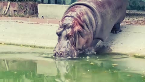 Hippos Unleashed: The True Power and Ferocity of Africa's Giants