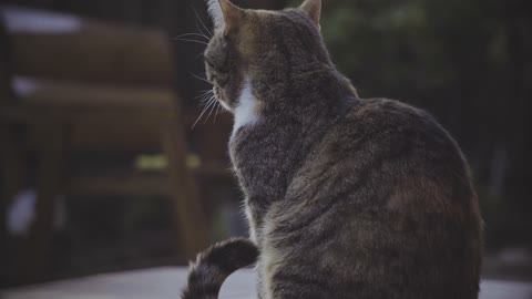 Garden cat grooms... very cute