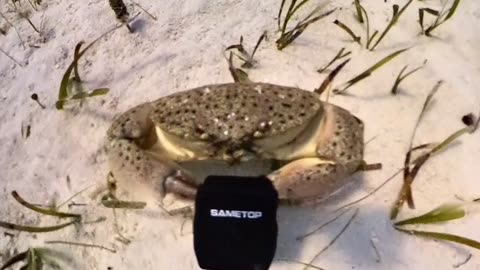 Crab Steals Diver's Camera