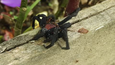 Insects Fauna Spider Ants Armenia