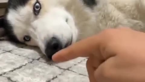 Wow Funny Husky Don't do that his mind voice videos