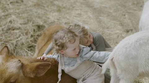 Cow and goat playing with Anjeela Baby