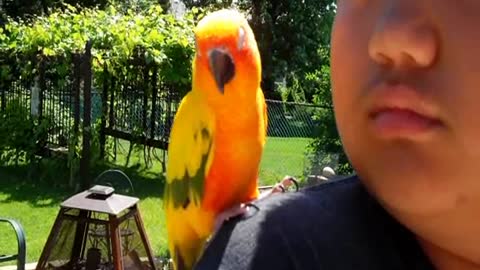 Sunset (Sun Conure) Outdoor Chillin'