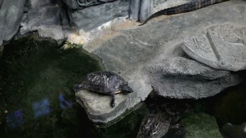 Turtle sitting on rock with alligator underneath