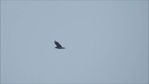 Bird Hunting Over The Apartments