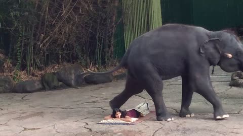 Elephant Show in Thailand