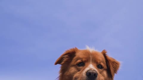 Cute brown baby dog looking a bit tired