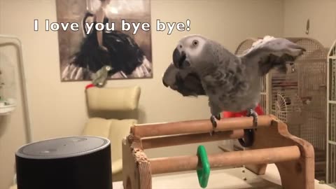 Smartest most conversational parrot ever. Petra the home automation expert, African grey