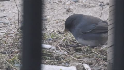 Check out this Bird Up Close!